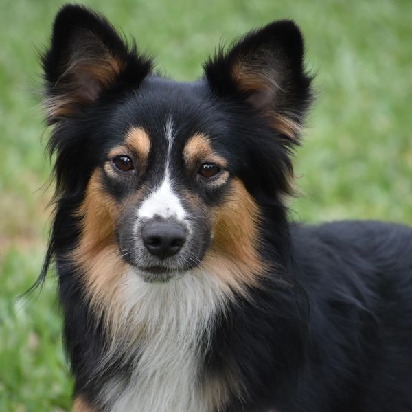 Close-up of a tricolor dog with alert ears and expressive eyes.
