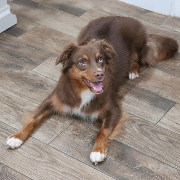 Happy brown dog with white paws lying on wooden floor indoors.