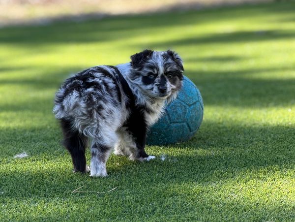 A fluffy black and white puppy stands near a blue ball on grass.