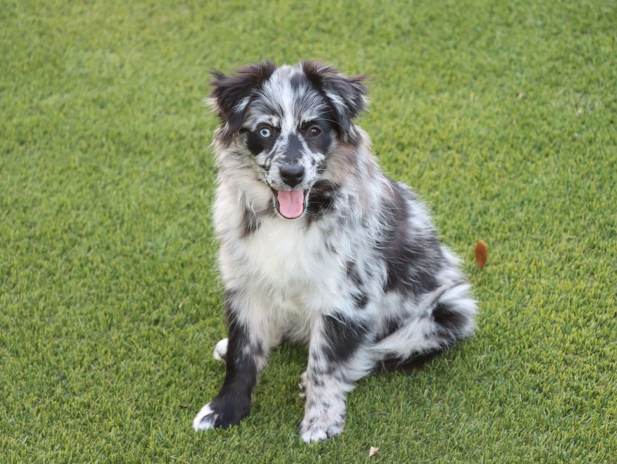 A happy Australian Shepherd puppy sitting on green grass.
