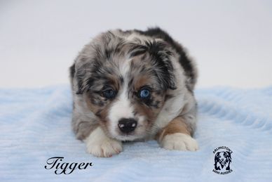 A cute Australian Shepherd puppy with blue eyes lying on a blue blanket.
