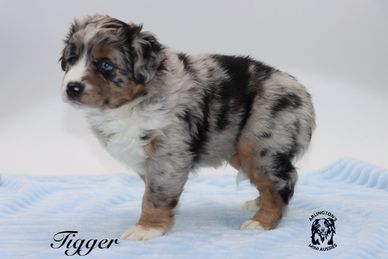 Fluffy merle Australian Shepherd puppy named Tigger standing on a blue blanket.