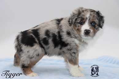 Blue merle Australian Shepherd puppy named Tigger standing on a blue blanket.