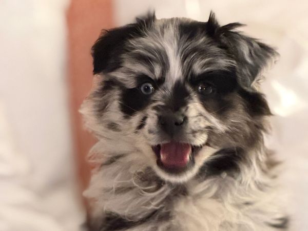 Happy fluffy puppy with unique black and white fur pattern.