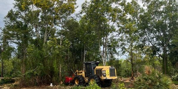 CAT 553 Mulcher clearing some land in Florida