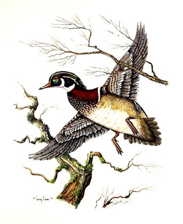 wood duck in flight