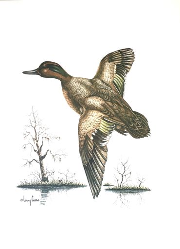 Green winged teal in flight