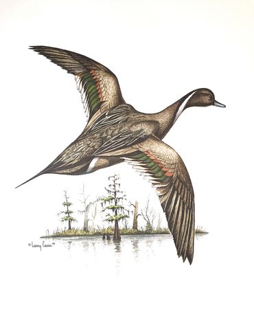 Pintail in flight
