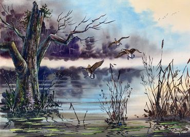Geese landing in the marsh