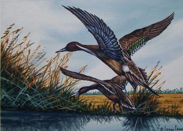 Pair of pintails taking off