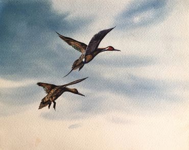 Pair of pintails landing with sky as background