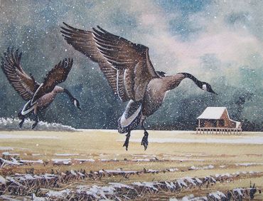 Pair of geese landing in a snowy field