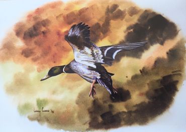 Mallard descending in flight