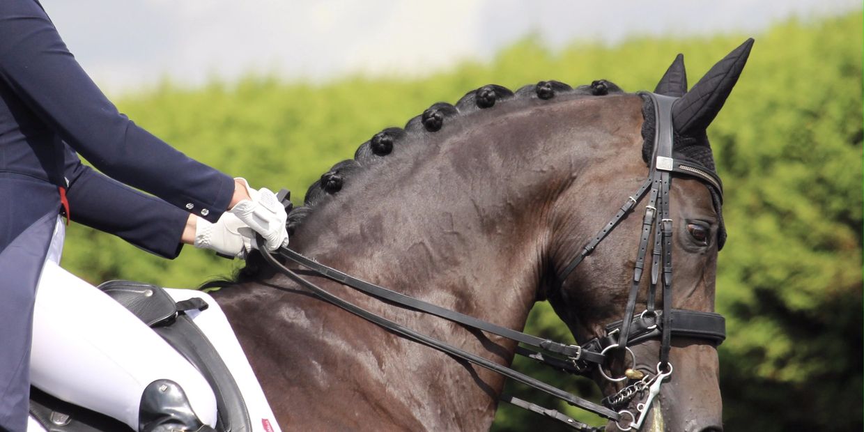 Dressage horse