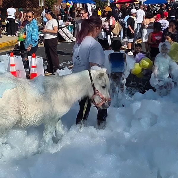 A white horse stands in foam at a busy outdoor event with people around.