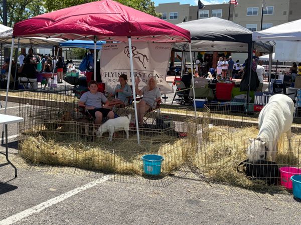 Petting zoo animals and people under tents at outdoor event.