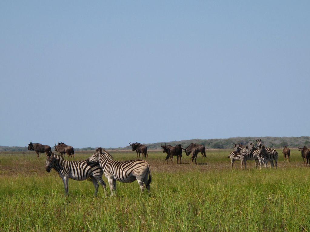 Maputo Special Reserve (2015). Copyright: Alexis Chrisafis