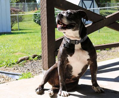 A happy black and white dog sitting in the sun near a wooden fence.