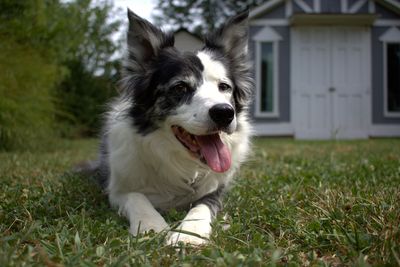 A happy Border Collie lying on grass in front of a house.