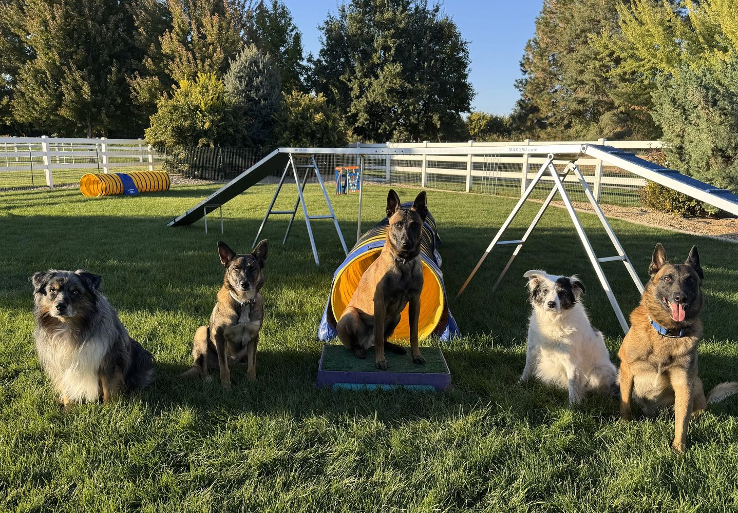 Five dogs sitting in a row on grass with agility equipment behind them.