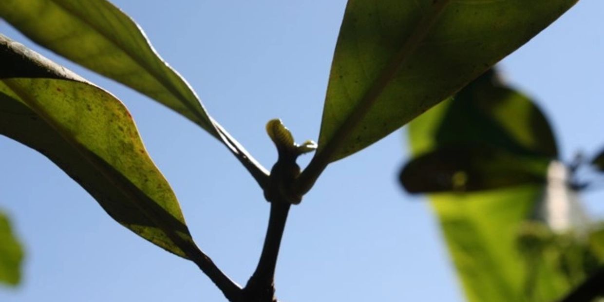 MopaMopa es el nombre del árbol de donde se obtiene el Barniz de Pasto

Elaeagia Pastoensis Mora