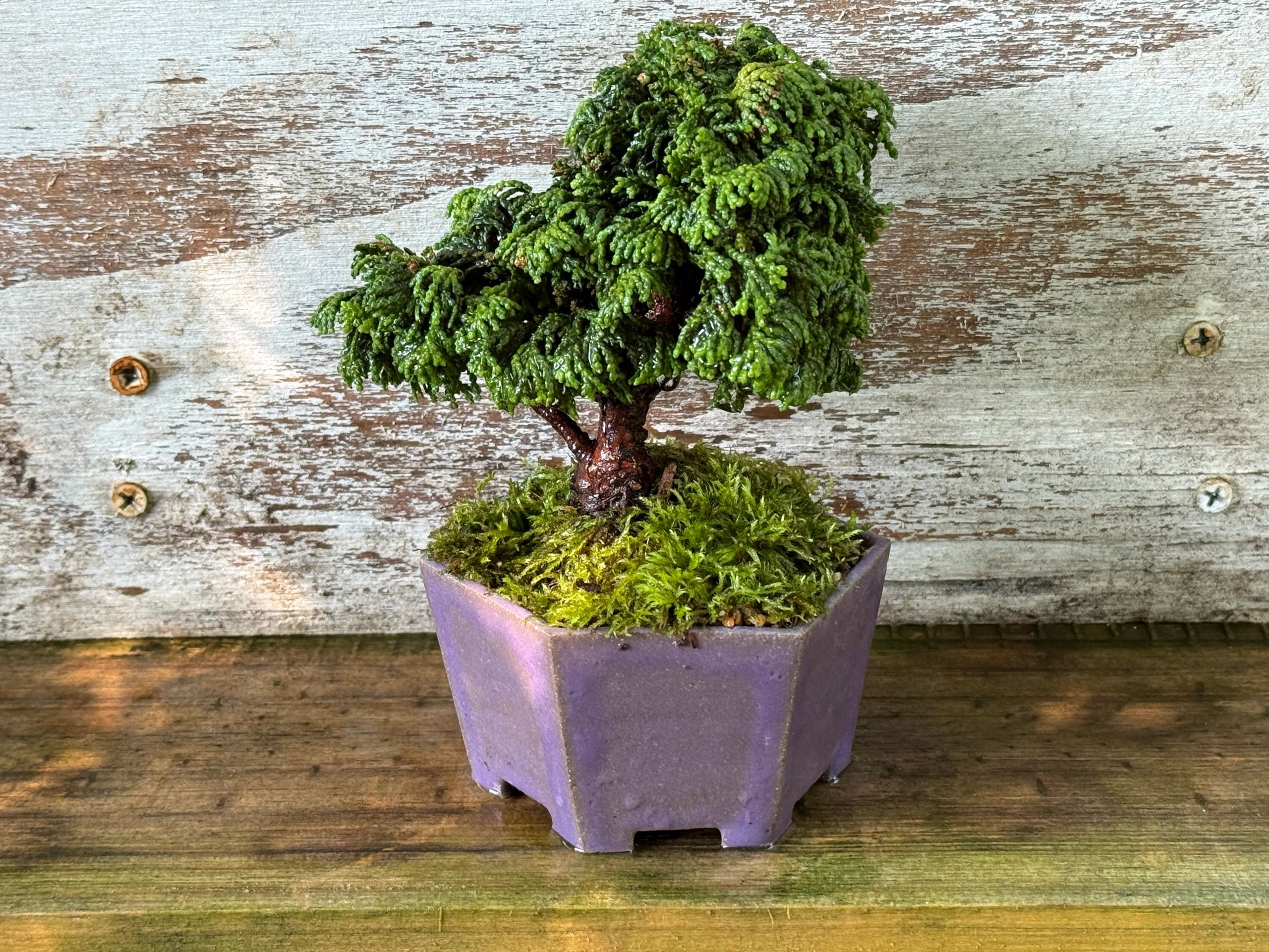 plant hanger garden Metal Tree Branch Plant Hanger