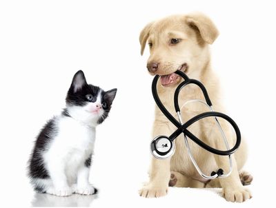 Black and whire cat with a golden dog that has a stethoscope in its mouth.