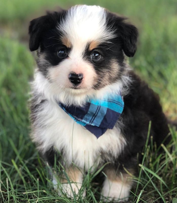 Kickapoo Creek Aussies Toy Australian Shepherd Puppies