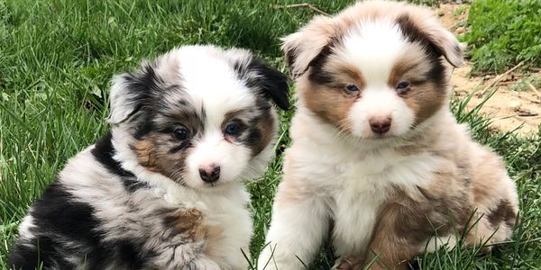 Blue merle toy aussie and red merle toy aussie