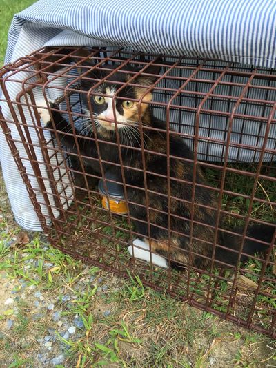 Feral Cat Trap, Trapping, Humane