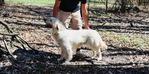 Trained white English cream golden retriever for sale in Michigan from reputable breeder