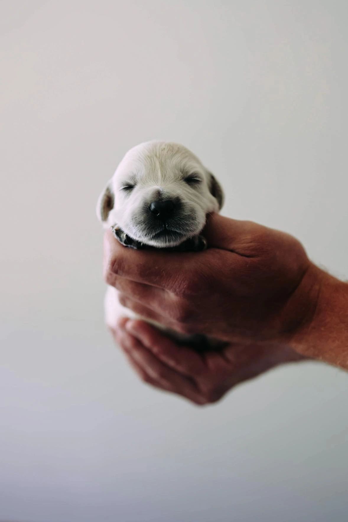 Early Neurological Stimulation (ENS) for Fit Puppies