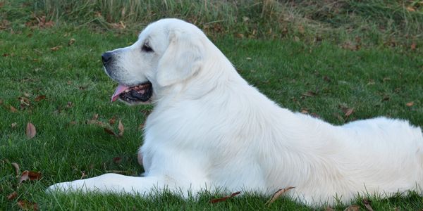 Uley is one of our english cream golden retriever stud dogs. He is a great show dog with a wonderful