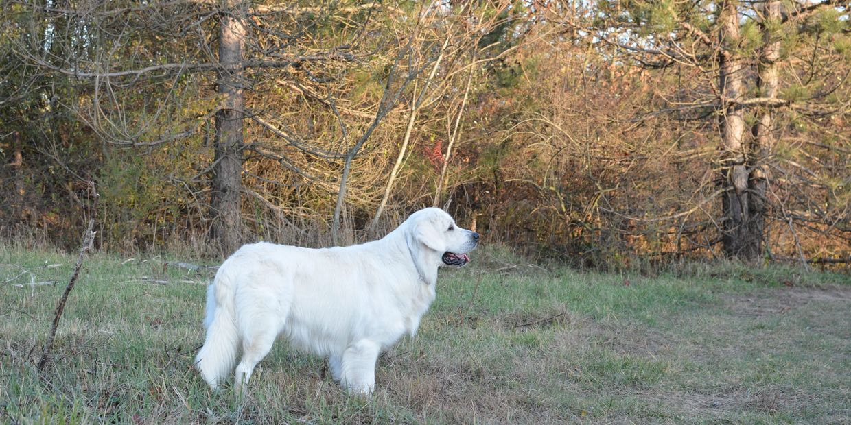 Trained adult white English cream golden retriever puppy for sale in Michigan from reputable breeder