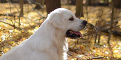 English cream golden retriever stud male in leaves