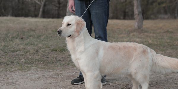 Trained adult white English cream golden retriever puppy for sale in Michigan from reputable breeder