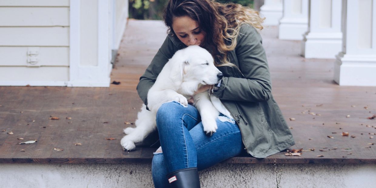 Trained white English cream golden retriever puppy in Michigan from reputable family breeder.