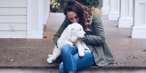 Trained white English cream golden retriever puppy for sale in Michigan from reputable family breede