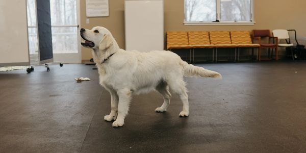 Trained adult white English cream golden retriever puppy for sale in Michigan from reputable breeder