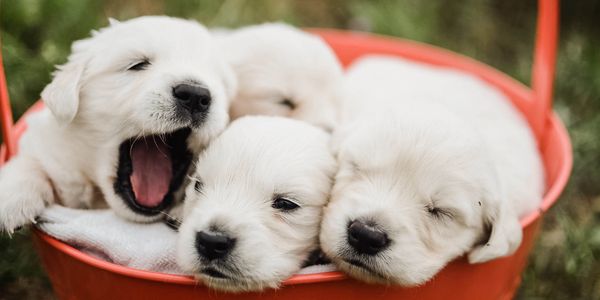White English cream golden retriever puppies for sale in Michigan, midwest, Chicago and Detroit area