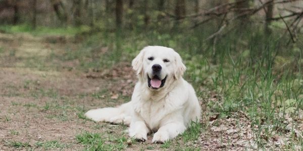 Trained white English cream golden retriever puppy for sale in Michigan from reputable breeder