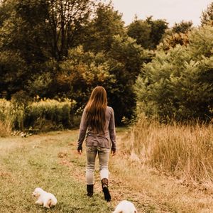 White English golden retriever puppies for sale playing in a field and learning to follow.