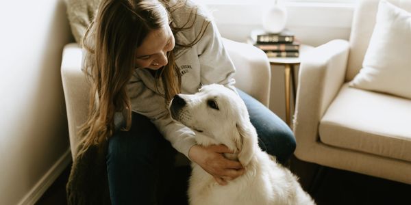 health-tested english cream golden retriever family raised by breeder  Michigan Midwest near Chicago