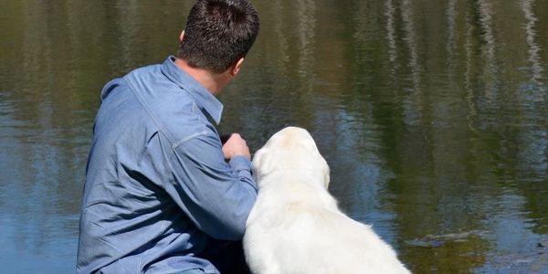 Trained white English cream golden retriever adult for sale in Michigan from reputable breeder