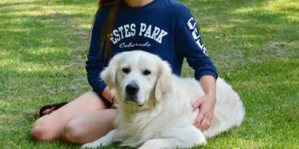 This is Tristan, one of our english cream golden retriever stud dogs.