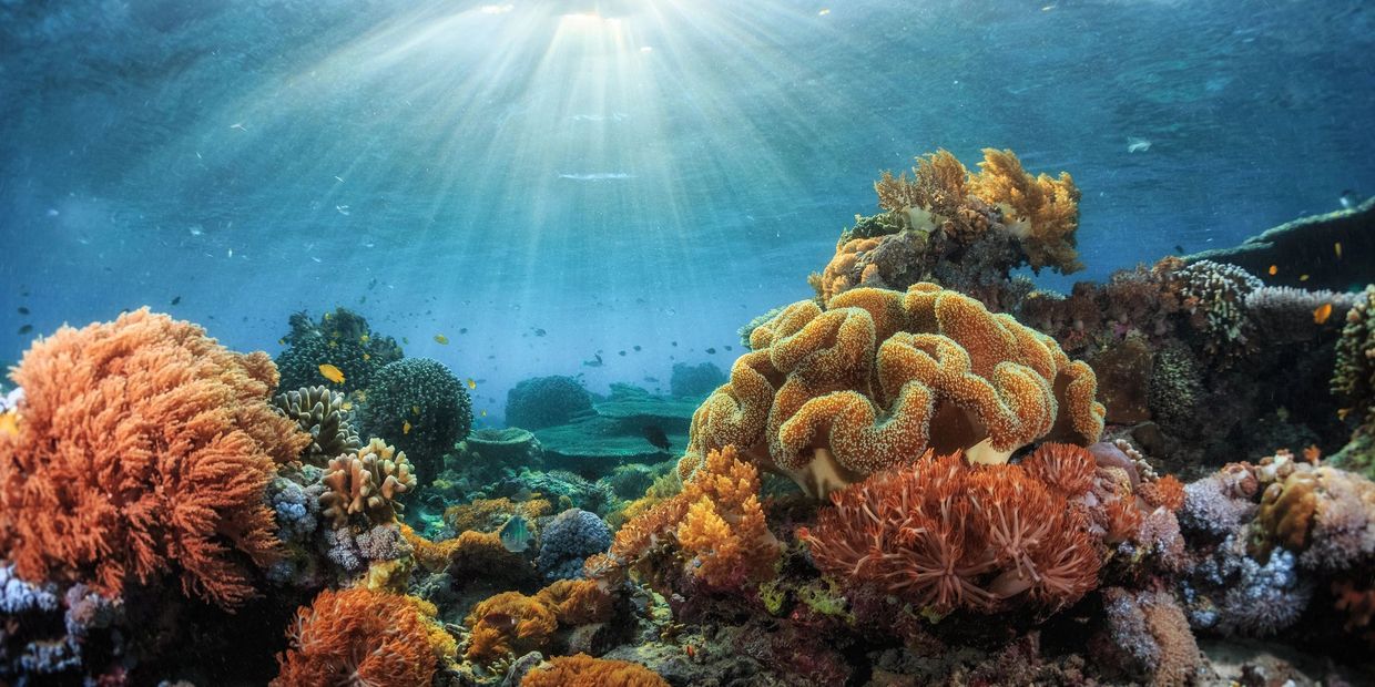 Sunlit underwater coral reef teeming with marine life.