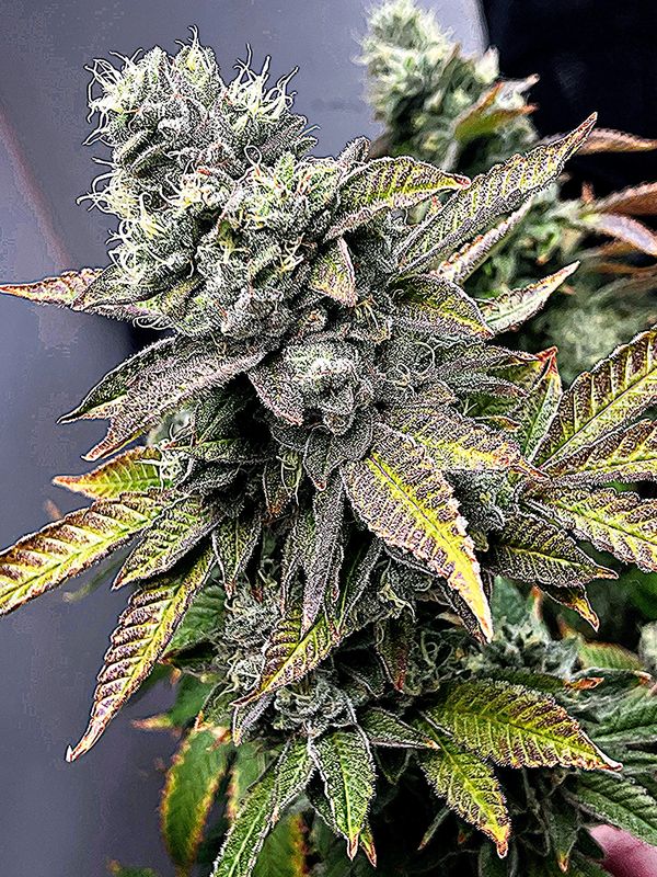 High quality hydroponic bubblegum 