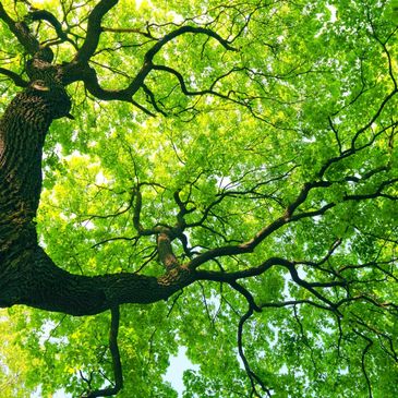 Strong, winding branches covered with green leaves