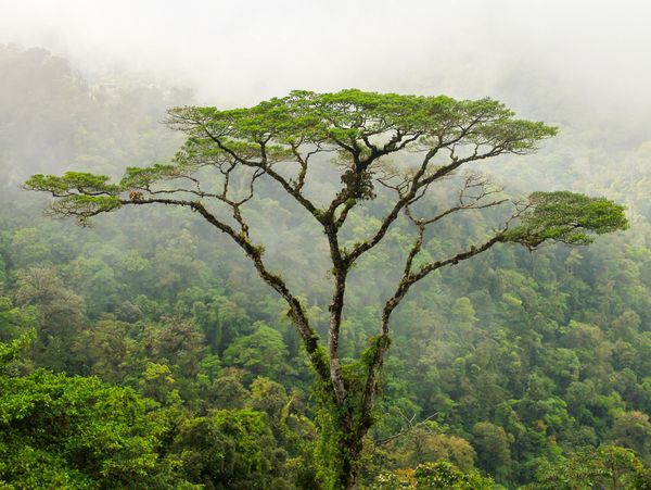 A tall tropical tree in front of a dense jungle