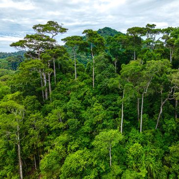 Aerial view of a thriving rainforest with dense green foliage